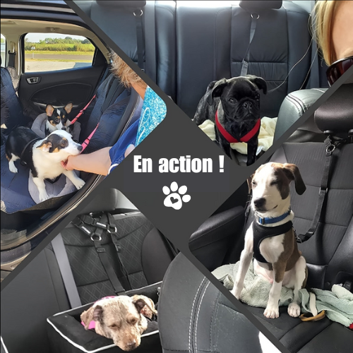 CeintureSécuriPet™ | Sûreté pour chiens